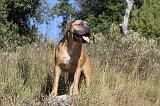 CANE CORSO 100